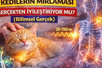 Kedilerin Mırlaması Gerçekten İyileştirir mi? Bilim Ne Diyor?